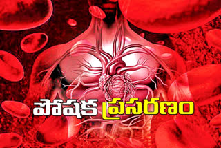 special story on circulatory system in human body