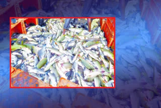 fish breeding tenders to start today at mulugu district