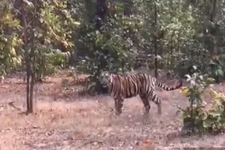 2-year-old tigress imprisoned in enclosure