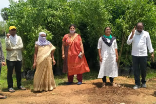 APD Vasumathi Inspects Haritha Haram Plants