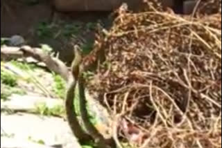 special snake video captured at koppala