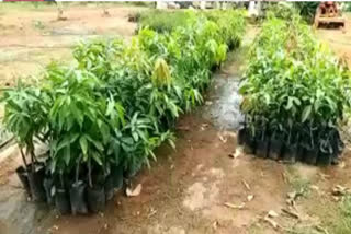 nellolre district plant nursaries