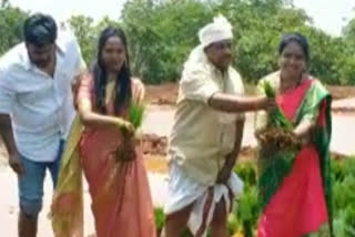 Former minister Chandrasekhar planted paddy with his family in Vikarabad district.