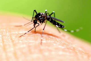 Prepare to prevent yourself from malaria etv bharat article