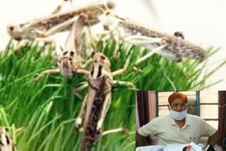 nagaur news  locusts in nagaur  action plan prepared for locusts  locusts in rajasthan  locusts news  eradication of locusts  etv bharat news