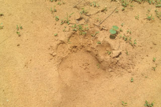 A leopard wandering through the jungle at Shankarpalli village in Manchiryala district