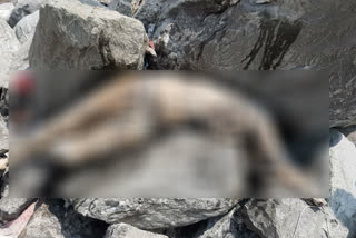 dead body found in Beas River