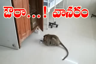 monkey-drinking-selain-at-urvakonda-in-ananthapuram-district