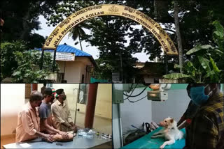 Kerala vet hospital