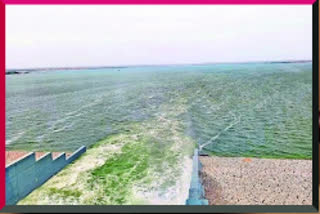 water release from konda pochamma sagar project