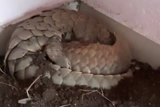 pangolin smuggling