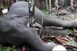 The elephant died again at Alipurduar