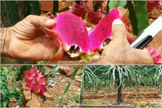 'Sweet Dragons' aplenty in this organic farm at Malappuram