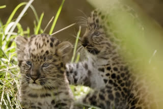 A pair of rare Amur leopard cubs