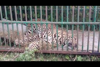 leopard inside the cage