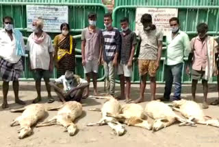Madduru: 6 sheep killed by drinking poisoned water