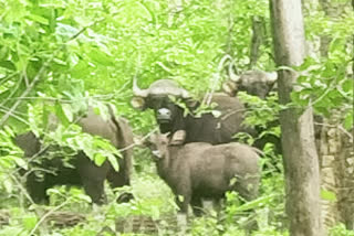 forest buffalo herd reached Dhamtari