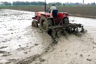 Farmers appear happy after the rains in Radaur