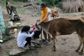 Injured cow dies after eating explosive