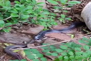 one-snake-swallows-another-snake-in-khajuraho-chhatarpur