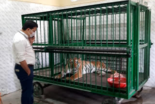 Death of kareena tigress in Siddhartha Udyan Zoo Aurangabad