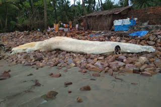 konkan whale fish death  konkan dolphin death  konkan seashore  dolphin and whale news  sindhudurg latest news  डॉल्फीन, व्हेलच्या मृत्यूचे प्रमाण कोकण  सिंधुदुर्ग लेटेस्ट न्यूज  डॉल्फीनचे प्रजनन कोकण