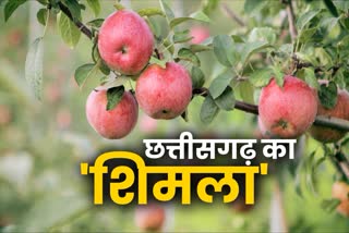 Apple farming in Mainpat