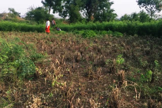 rowned-in-the-form-of-difficult-corona-farmers-invocation at andhra pradesh