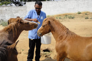 Horse food campaign at Bangalore