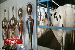 Holstein fresh cross cow gave record 76 kg milk in twenty four hour in karnal