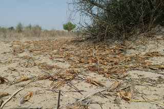 locust attack in Nagaur, टिड्डी दल का हमला,. नागौर न्यूज