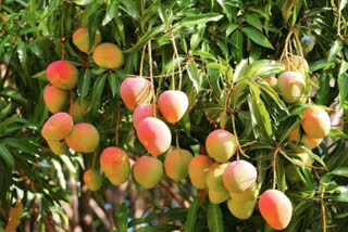 variety of mango
