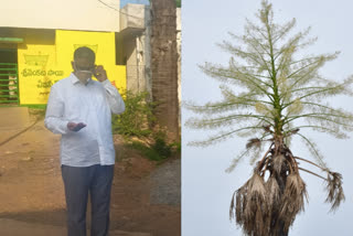 bio diversity instite members test rare  tree in guntur dst narakoduru