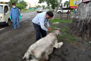 injured cow