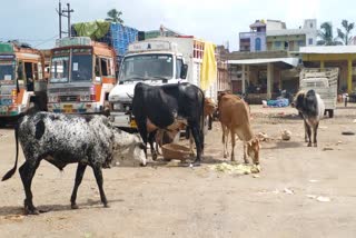 stray-cattle-gathering-on-streets-of-jagdalpur