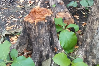 teak wood harvesting by forest mafia