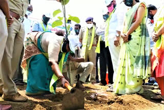 mla-sitakka-plantation-at-mulugu-district