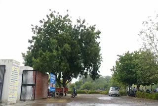 First monsoon rain in Sirsa