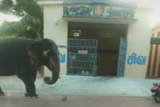 nagai temple elephant playing football video