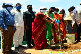 collector yasmin bhasa started haritaharam program at nagavaram village wanaparthy district