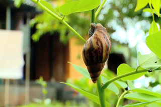 african snail issue in kasargod  kasargod news  ആഫ്രിക്കൻ ഒച്ച്  കാസര്‍കോട് വാര്‍ത്തകള്‍