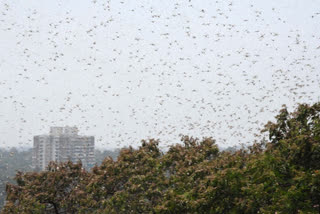 fertilizer production in pakistan, fertilizer production from locust in pakistan, locusts creating fear of food shortage in pakistan, pakistan latest news, ପାକିସ୍ତାନରେ ଜୈବିକ ସାର ପ୍ରସ୍ତୁତି, ପାକିସ୍ତାନରେ ପଙ୍ଗପାଳରୁ ଜୈବିକ ସାର ପ୍ରସ୍ତୁତି, ପାକିସ୍ତାନରେ ପଙ୍ଗପାଳ ଉତ୍ପାତ, ପାକିସ୍ତାନ ଲାଟେଷ୍ଟ ନ୍ୟୁଜ୍‌