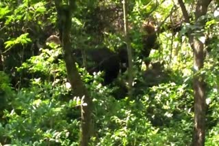 gaur-seen-at-panhala-fort-in-kolhapur