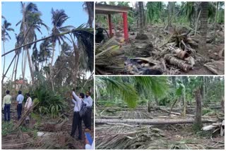 Nisarga Cyclone 2020 4 lakh 77 thousand coconut trees damaged in Raigad and Ratnagiri