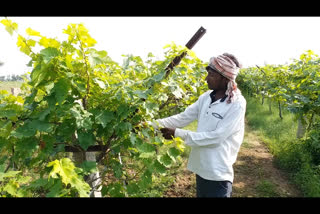 Loss to grape farmers in Vijayapura