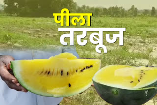 Yellow watermelon cultivation in Ramgarh