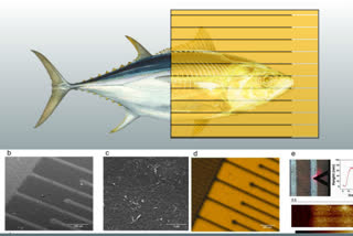 Researchers of Iowa State on graphene sensors,food freshness and safety by graphene sensors