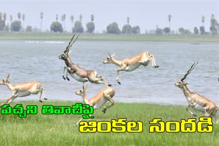 beautiful images at Godavari river