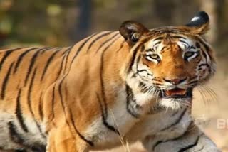 farmer-dead-in-tiger-attack-at-chandrapur