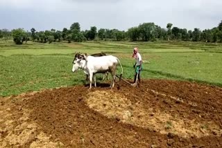 Farmers started preparing for khark crop in in ranchi